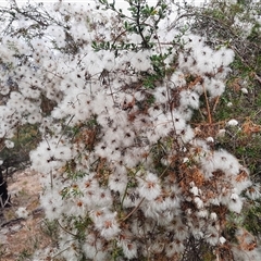 Clematis leptophylla (Small-leaf Clematis, Old Man's Beard) at Theodore, ACT - 29 Nov 2024 by MB