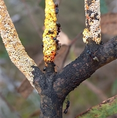 Dolichoderus scabridus at Borough, NSW - suppressed