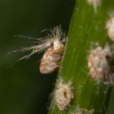 Scolypopa australis (Passionvine hopper, Fluffy bum) at Curtin, ACT - 29 Nov 2024 by SMOT