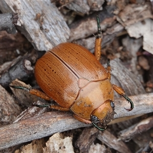 Anoplognathus porosus at Hall, ACT - 29 Nov 2024 10:38 AM