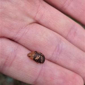 Paropsis aspera at Bungendore, NSW - 29 Nov 2024 09:19 AM