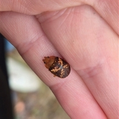 Paropsis aspera at Bungendore, NSW - 29 Nov 2024 09:19 AM