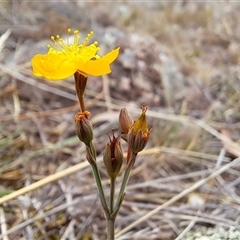 Hypericum gramineum at Kambah, ACT - 29 Nov 2024 08:00 AM