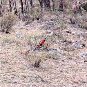 Platycercus elegans (Crimson Rosella) at Kambah, ACT by LPadg