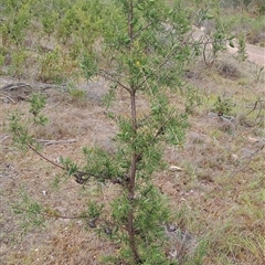 Hakea decurrens subsp. decurrens (Bushy Needlewood) at Kambah, ACT - 29 Nov 2024 by LPadg