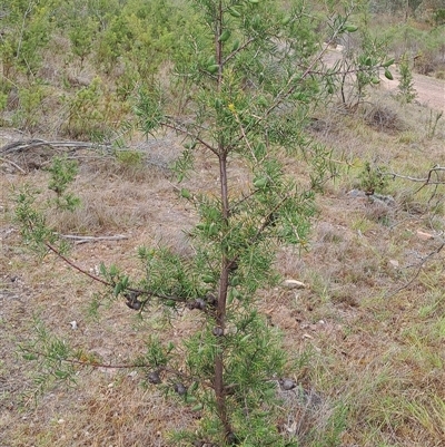 Hakea decurrens subsp. decurrens at Kambah, ACT - 28 Nov 2024 by LPadg