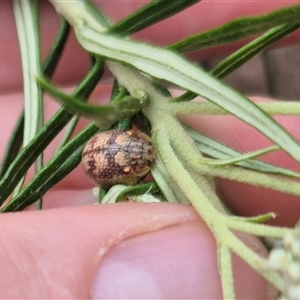 Paropsisterna laesa species complex at Bungendore, NSW - 29 Nov 2024 10:18 AM