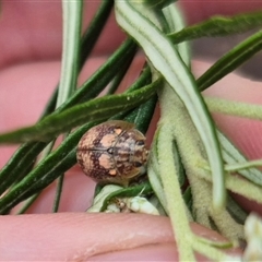 Paropsisterna laesa species complex at Bungendore, NSW - 29 Nov 2024 10:18 AM