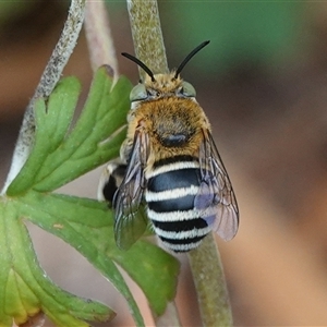 Amegilla (Zonamegilla) asserta (Blue Banded Bee) at Hall, ACT by Anna123