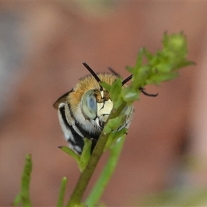 Amegilla (Zonamegilla) asserta at Hall, ACT - 29 Nov 2024