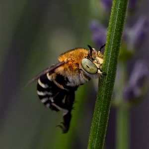 Amegilla (Zonamegilla) asserta at Murrumbateman, NSW - suppressed