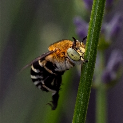 Amegilla (Zonamegilla) asserta (Blue Banded Bee) at Murrumbateman, NSW - 29 Nov 2024 by amiessmacro