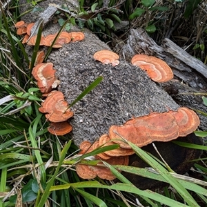 Trametes coccinea (Scarlet Bracket) at Pebbly Beach, NSW by jeremyahagan