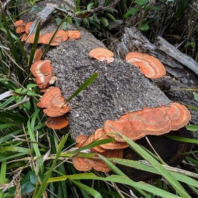 Trametes coccinea (Scarlet Bracket) at Pebbly Beach, NSW - 29 Nov 2024 by jeremyahagan