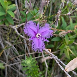 Thysanotus sp. at Pebbly Beach, NSW - 29 Nov 2024 11:42 AM