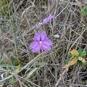 Thysanotus sp. at Pebbly Beach, NSW - 29 Nov 2024 11:42 AM