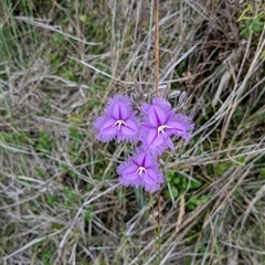 Thysanotus sp. at Pebbly Beach, NSW - 29 Nov 2024 11:42 AM