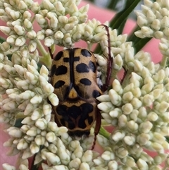 Neorrhina punctata (Spotted flower chafer) at Bungendore, NSW - 28 Nov 2024 by clarehoneydove