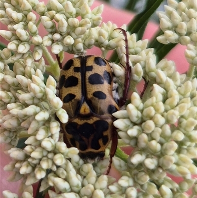 Neorrhina punctata (Spotted flower chafer) at Bungendore, NSW - 28 Nov 2024 by clarehoneydove