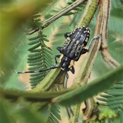 Ancita crocogaster (Longhorn or Longicorn beetle) at Bungendore, NSW - 29 Nov 2024 by clarehoneydove