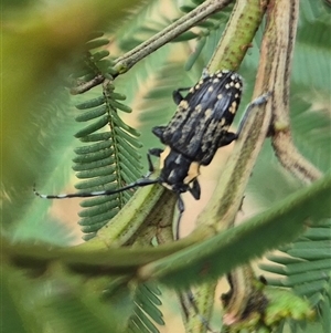 Ancita crocogaster (Longhorn or Longicorn beetle) at Bungendore, NSW by clarehoneydove