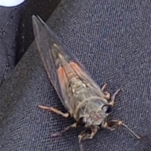 Yoyetta sp. (genus) (Firetail or Ambertail Cicada) at Bungendore, NSW by clarehoneydove