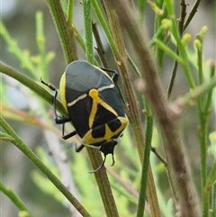 Commius elegans at Bungendore, NSW - 28 Nov 2024 by clarehoneydove