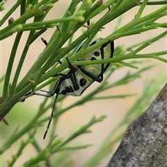 Commius elegans at Bungendore, NSW - 29 Nov 2024