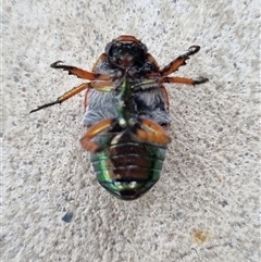 Anoplognathus brunnipennis (Green-tailed Christmas beetle) at Belconnen, ACT - 28 Nov 2024 by Butterflygirl