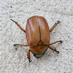 Anoplognathus brunnipennis at Belconnen, ACT - 29 Nov 2024 09:30 AM