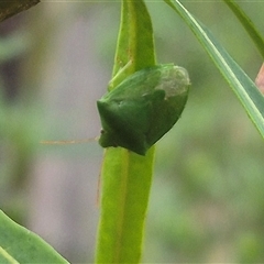 Cuspicona simplex (Green potato bug) at Bungendore, NSW - 29 Nov 2024 by clarehoneydove