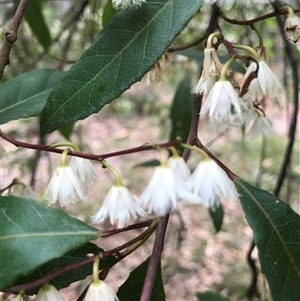 Elaeocarpus reticulatus (Blueberry Ash, Fairy Petticoats) at Murrah, NSW by ludomcferran