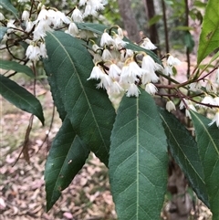 Elaeocarpus reticulatus at Murrah, NSW - 29 Nov 2024 11:20 AM