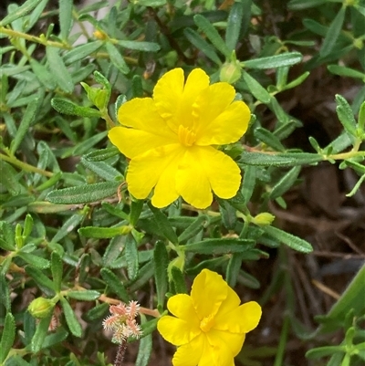 Hibbertia hypericoides (Yellow Buttercups) at Paulls Valley, WA - 11 Nov 2024 by AnneG1