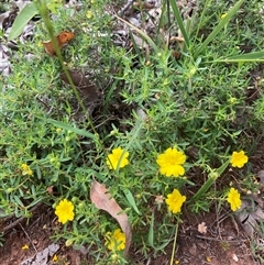 Hibbertia hypericoides at Paulls Valley, WA - 11 Nov 2024 10:41 AM
