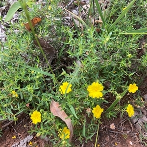Hibbertia hypericoides at Paulls Valley, WA - 11 Nov 2024 10:41 AM