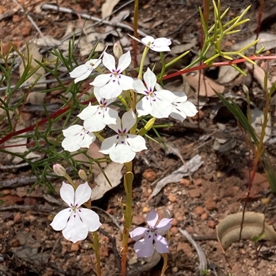 Isotoma hypocrateriformis (Woodbridge Poison) at Paulls Valley, WA - 11 Nov 2024 by AnneG1