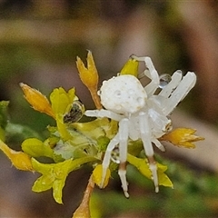 Thomisidae (family) (Unidentified Crab spider or Flower spider) at Baw Baw, NSW - 29 Nov 2024 by trevorpreston