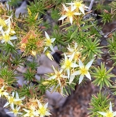 Calytrix depressa at Paulls Valley, WA - 11 Nov 2024 by AnneG1