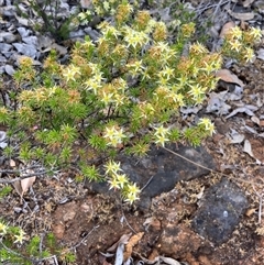 Calytrix depressa at Paulls Valley, WA - 11 Nov 2024 11:03 AM