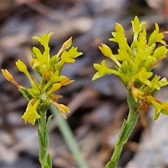 Pimelea curviflora at Baw Baw, NSW - 29 Nov 2024 by trevorpreston