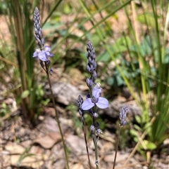 Comesperma calymega (Blue-Spike Milkwort) at Paulls Valley, WA - 11 Nov 2024 by AnneG1