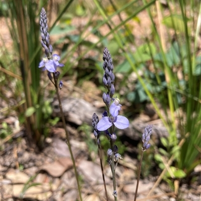 Comesperma calymega (Blue-Spike Milkwort) at Paulls Valley, WA - 11 Nov 2024 by AnneG1