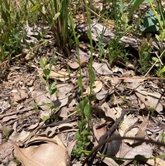 Comesperma calymega at Paulls Valley, WA - 11 Nov 2024 11:13 AM
