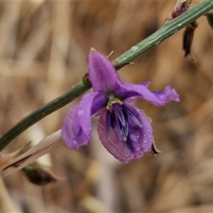 Arthropodium fimbriatum at Parkesbourne, NSW - 29 Nov 2024 01:39 PM