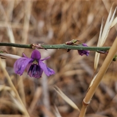 Arthropodium fimbriatum at Parkesbourne, NSW - 29 Nov 2024 01:39 PM