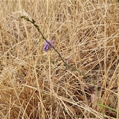 Arthropodium fimbriatum at Parkesbourne, NSW - 29 Nov 2024 01:39 PM