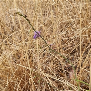 Arthropodium fimbriatum at Parkesbourne, NSW - 29 Nov 2024 01:39 PM