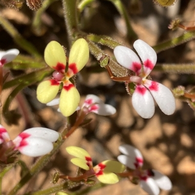 Stylidium pycnostachyum (Downy Triggerplant) at Paulls Valley, WA - 11 Nov 2024 by AnneG1