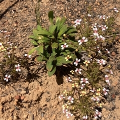 Stylidium pycnostachyum at Paulls Valley, WA - 11 Nov 2024 11:17 AM